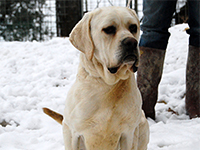 molossi rustici, cane corso bianco